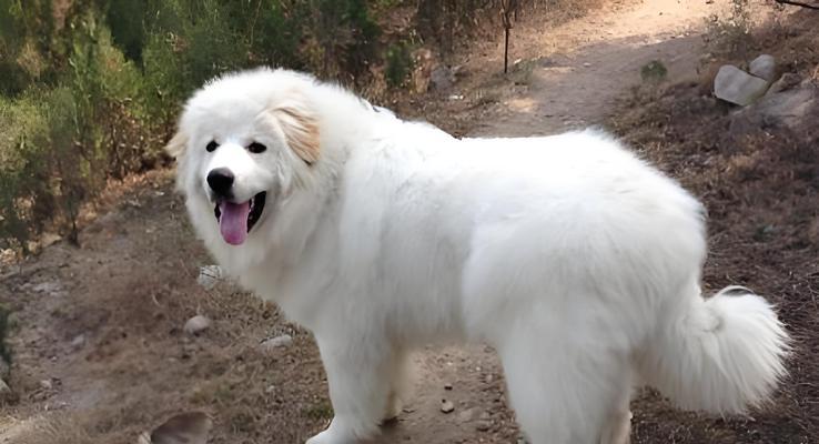 哪些大型犬品种有伤人风险？