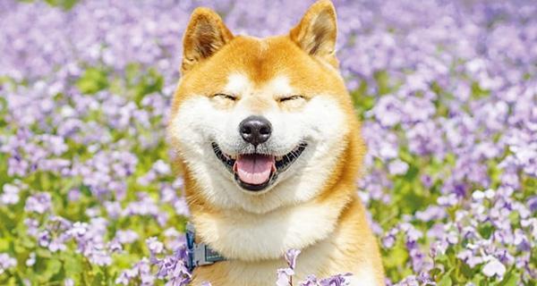 连云港养柴犬的费用和注意事项有哪些？