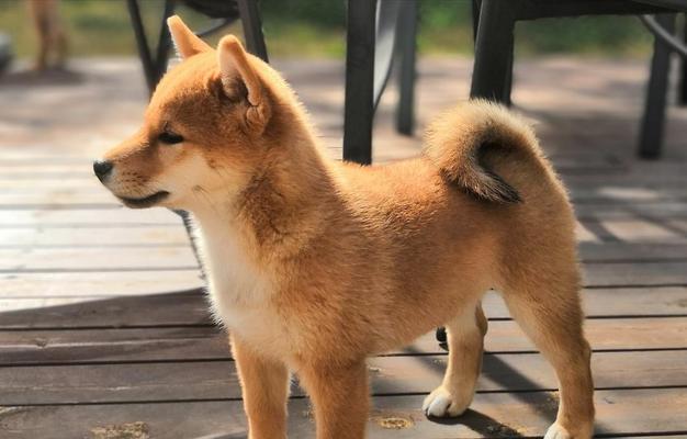 连云港养柴犬的费用和注意事项有哪些？