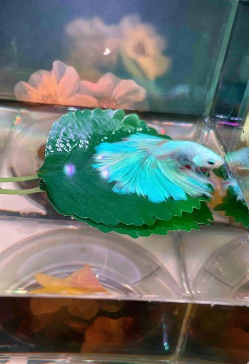 斗鱼苗都能吃什么东西呢？斗鱼苗的正确喂养方法是什么？