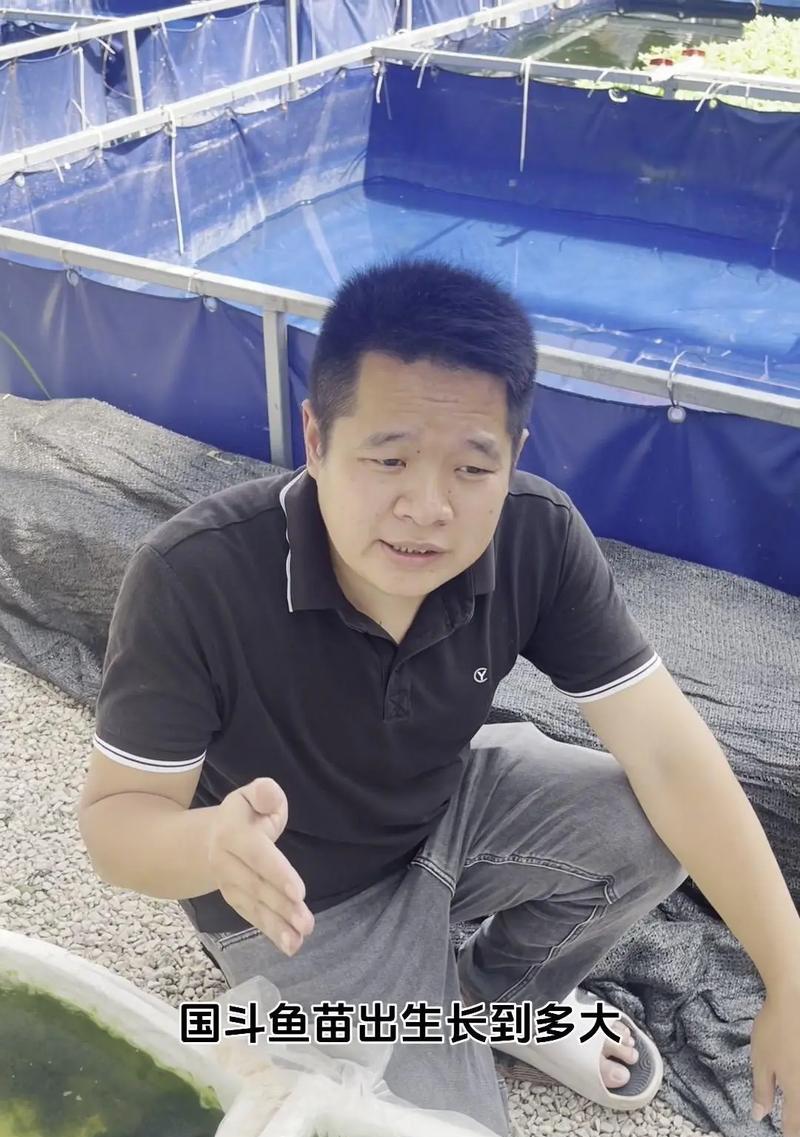斗鱼苗都能吃什么东西呢？斗鱼苗的正确喂养方法是什么？
