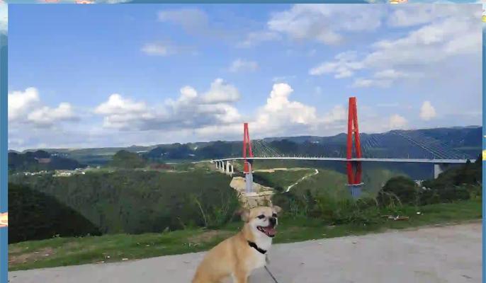 柳江边遛柴犬怎么样啊多少钱？适合遛狗的地点有哪些？