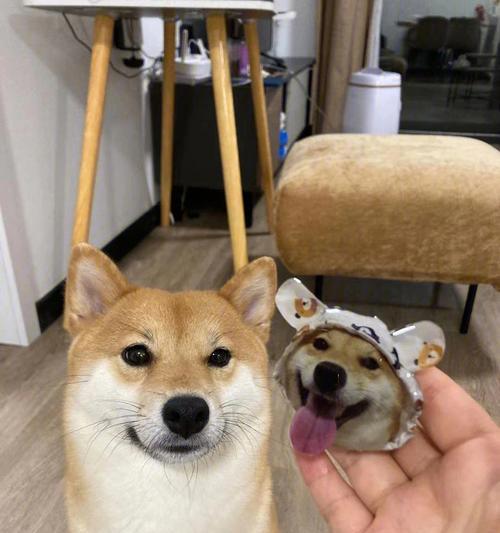 柳江边遛柴犬怎么样啊多少钱？适合遛狗的地点有哪些？