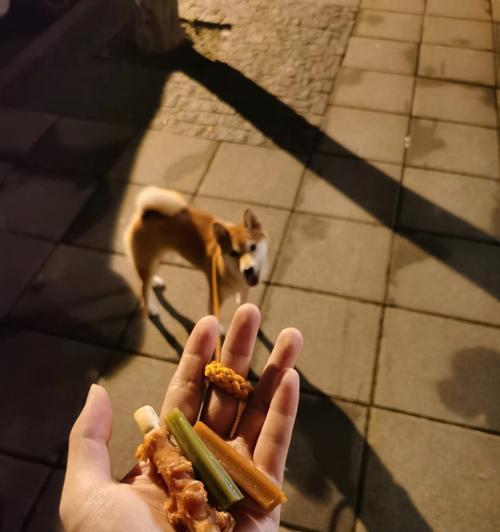 柳江边遛柴犬怎么样啊多少钱？适合遛狗的地点有哪些？