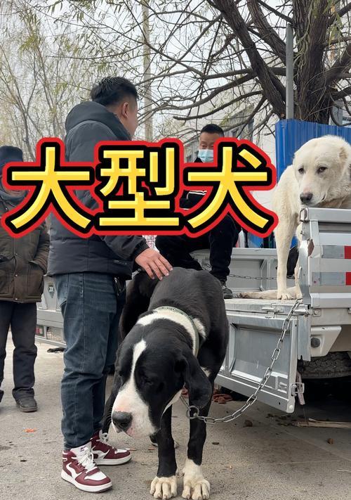 威海哪里可以找到大型犬买卖平台？