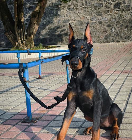 小耳朵大嘴巴的大型犬有哪些？这些犬种的特点是什么？