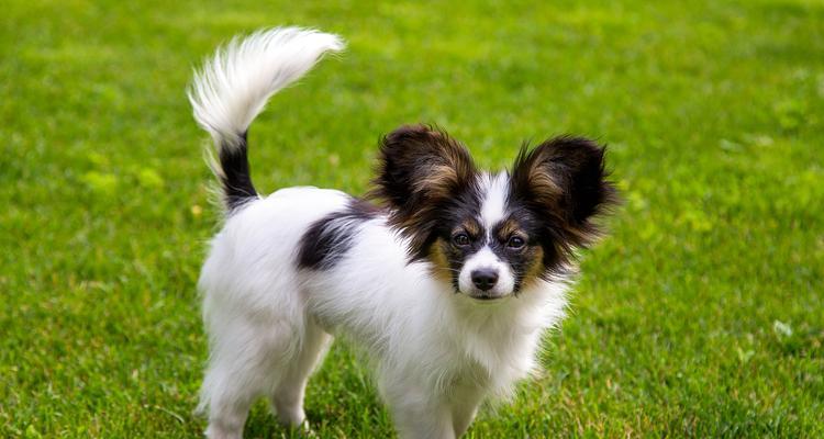 小型犬种推荐有哪些？