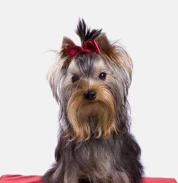 小型犬种推荐有哪些？