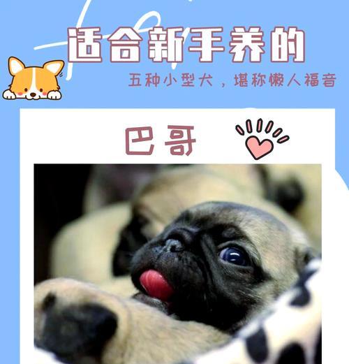 小型犬种推荐有哪些？