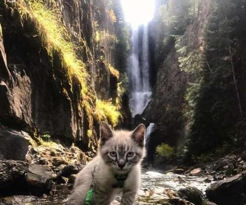 云台山能带泰迪吗现在多少钱？带宠物旅行的费用和准备事项有哪些？