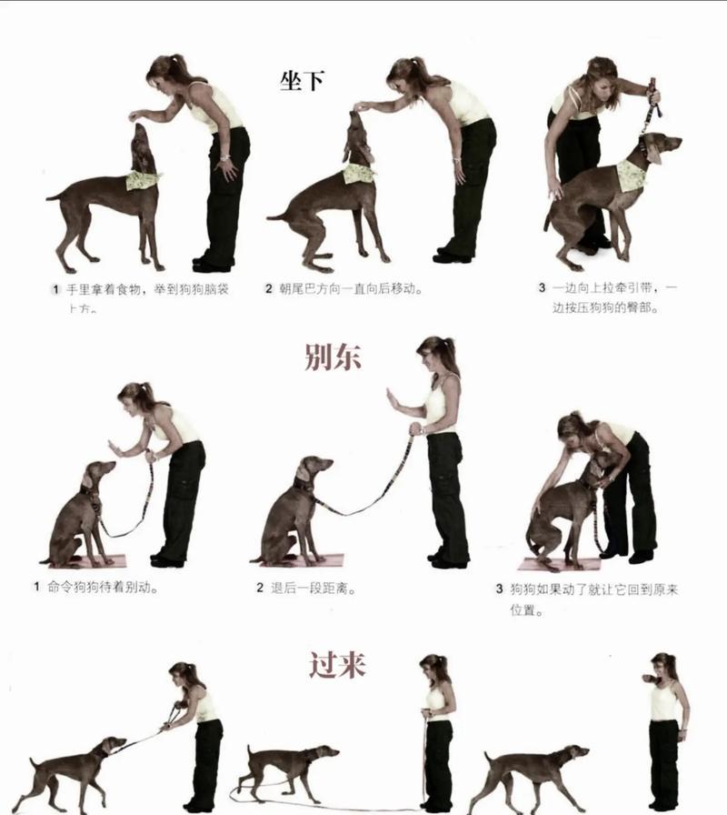 如何高效遛大型犬？有哪些简单易行的方法？
