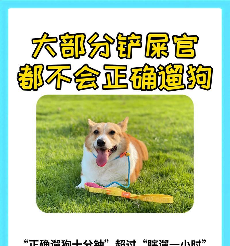 如何高效遛大型犬？有哪些简单易行的方法？