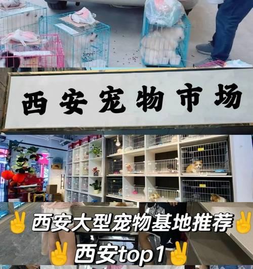 在农村宠物市场买柴犬需要多少钱？如何辨别柴犬的真伪？