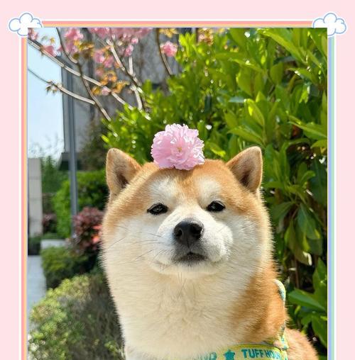 在农村宠物市场买柴犬需要多少钱？如何辨别柴犬的真伪？