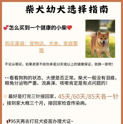 在农村宠物市场买柴犬需要多少钱？如何辨别柴犬的真伪？
