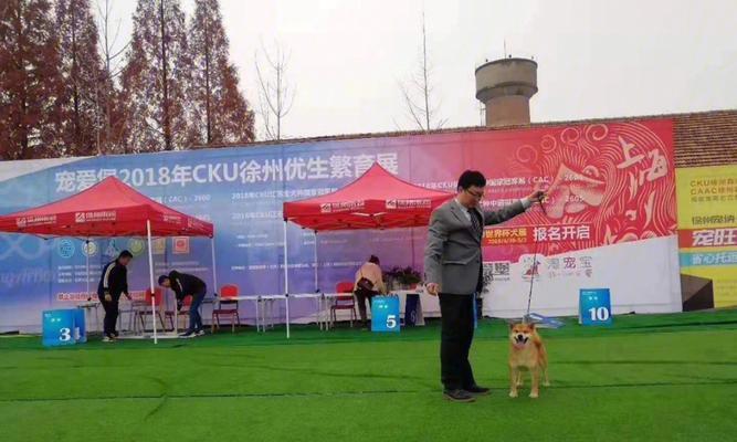 徐州柴犬的价格是多少人民币？