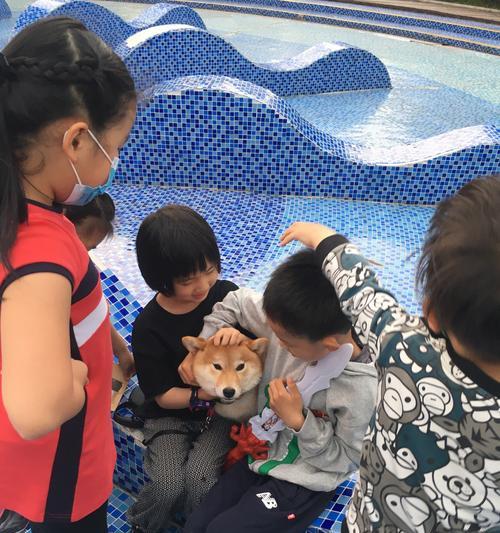 徐州柴犬的价格是多少人民币？