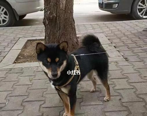 柴犬丢失后报警的流程及费用是多少？