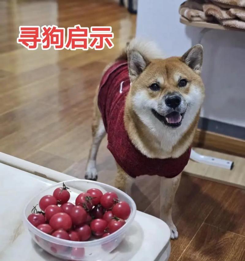 柴犬丢失后报警的流程及费用是多少？