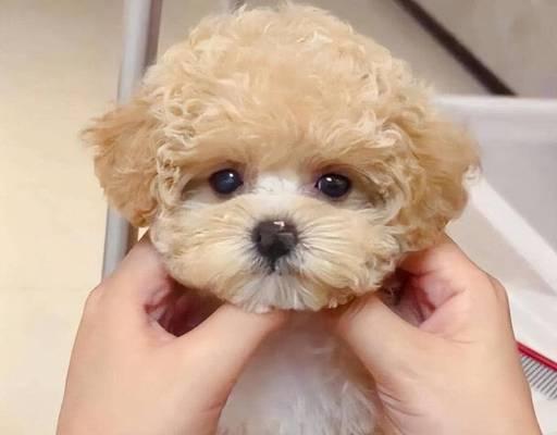 泰迪犬在哪里出售比较好？出售泰迪犬的合理价格是多少？