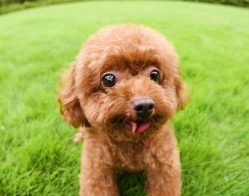 泰迪犬在哪里出售比较好？出售泰迪犬的合理价格是多少？