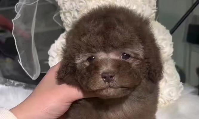 泰迪犬在哪里出售比较好？出售泰迪犬的合理价格是多少？