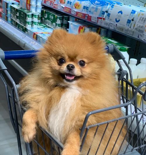 带小型犬出门工具有哪些？如何选择合适的宠物出行工具？
