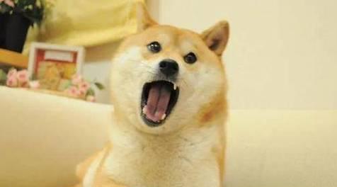 柴犬的发情周期是多久？如何判断柴犬是否进入发情期？