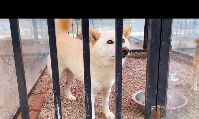 柴犬的发情周期是多久？如何判断柴犬是否进入发情期？