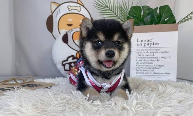柴犬的发情周期是多久？如何判断柴犬是否进入发情期？