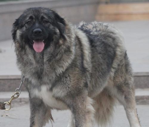 大型犬害怕的人有哪些特征？