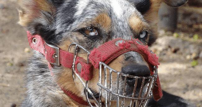 大型犬害怕的人有哪些特征？