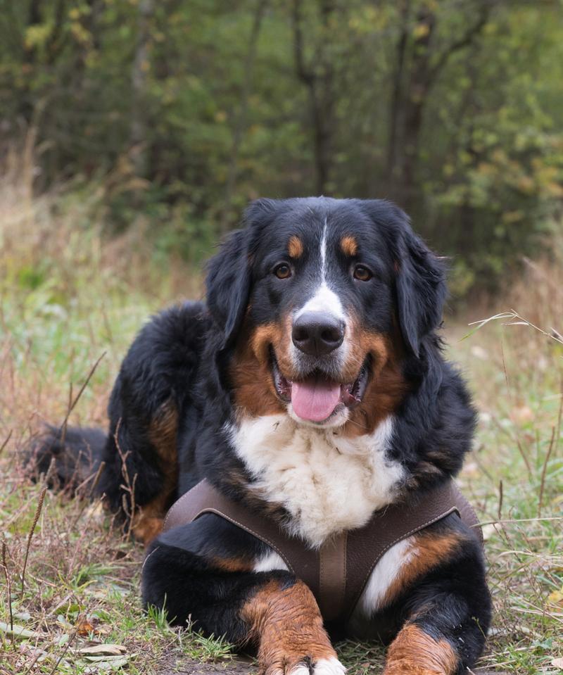 有哪些大型犬品种既不臭又可爱？如何选择合适的犬种？