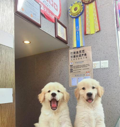 有哪些大型犬品种既不臭又可爱？如何选择合适的犬种？