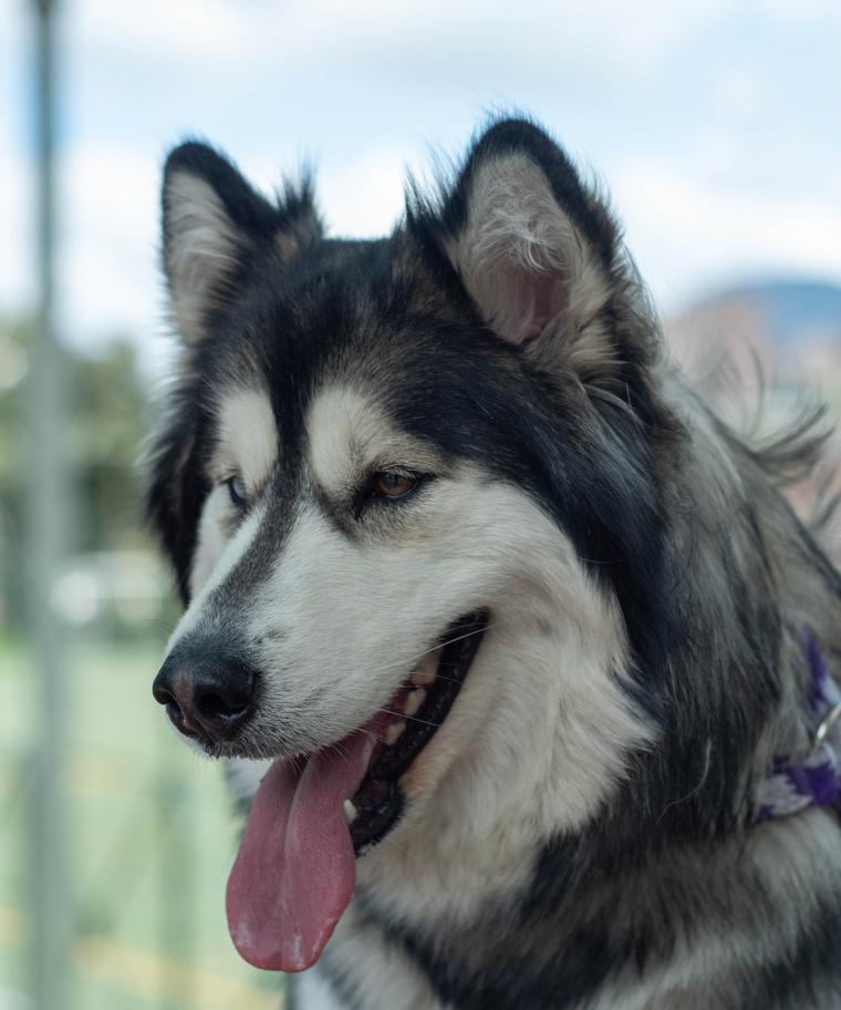 有哪些大型犬品种既不臭又可爱？如何选择合适的犬种？