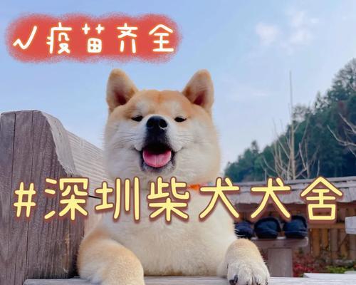 东莞周边卖小型犬市场有哪些？购买小型犬需要注意什么？