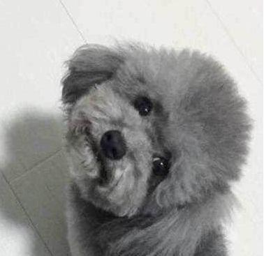 灰色泰迪犬抽血需要多少钱？抽血对狗狗健康有影响吗？