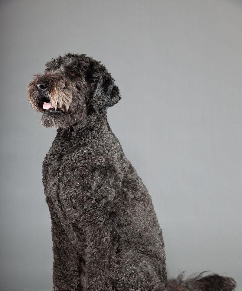 灰色泰迪犬抽血需要多少钱？抽血对狗狗健康有影响吗？