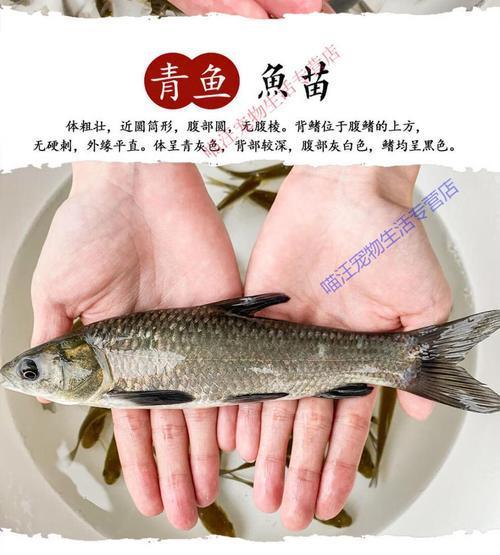 鱼苗应该吃什么饲料？如何选择适合鱼苗的饲料？