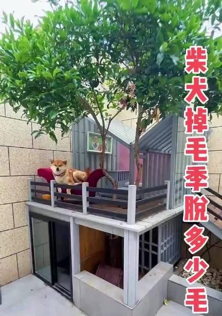柴犬会掉多少毛啊讲解？柴犬换毛期的护理方法是什么？