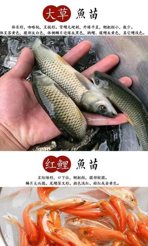 红鲤鱼苗长大后叫什么名字？养殖红鲤鱼苗有哪些技巧？