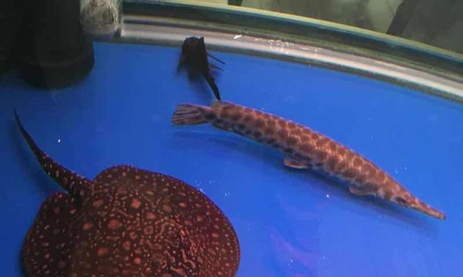 鱼苗趴缸颜色变浅是什么原因？如何解决这一问题？