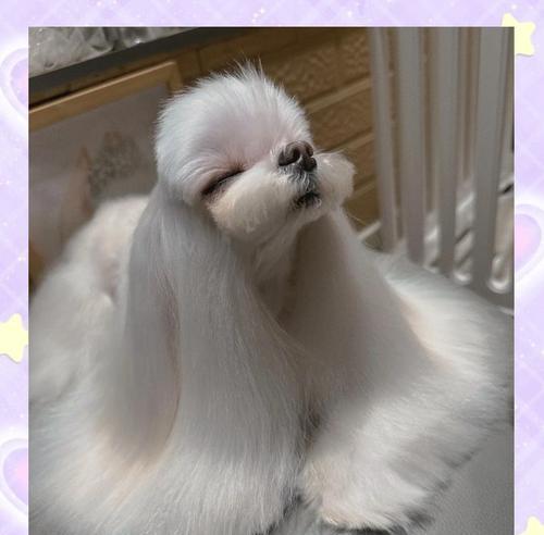 大眼珠小型犬品种有哪些？这些品种的特点是什么？