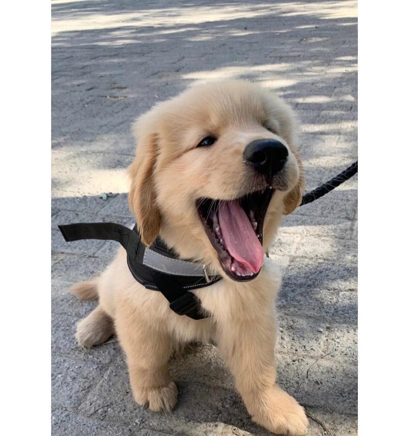 大眼珠小型犬品种有哪些？这些品种的特点是什么？