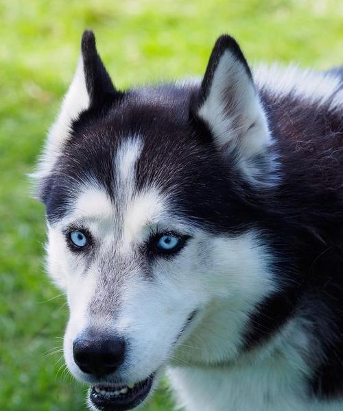 大眼珠小型犬品种有哪些？这些品种的特点是什么？