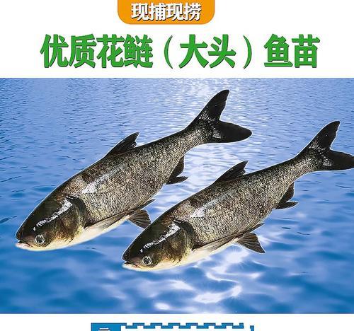 花链鱼苗的最佳食物是什么？如何确保营养均衡？