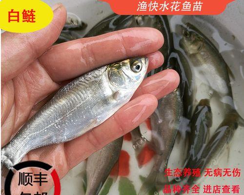 花链鱼苗的最佳食物是什么？如何确保营养均衡？