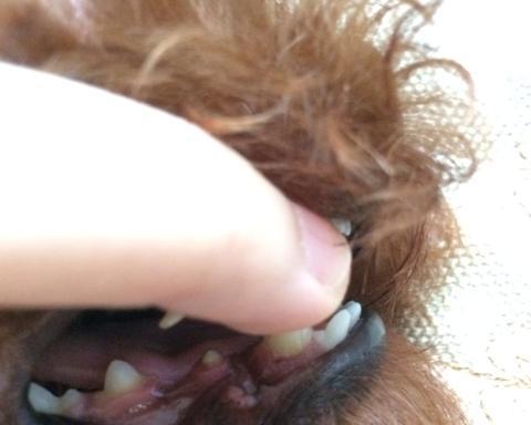 泰迪成犬多少牙齿一颗？牙齿健康对狗狗的重要性是什么？