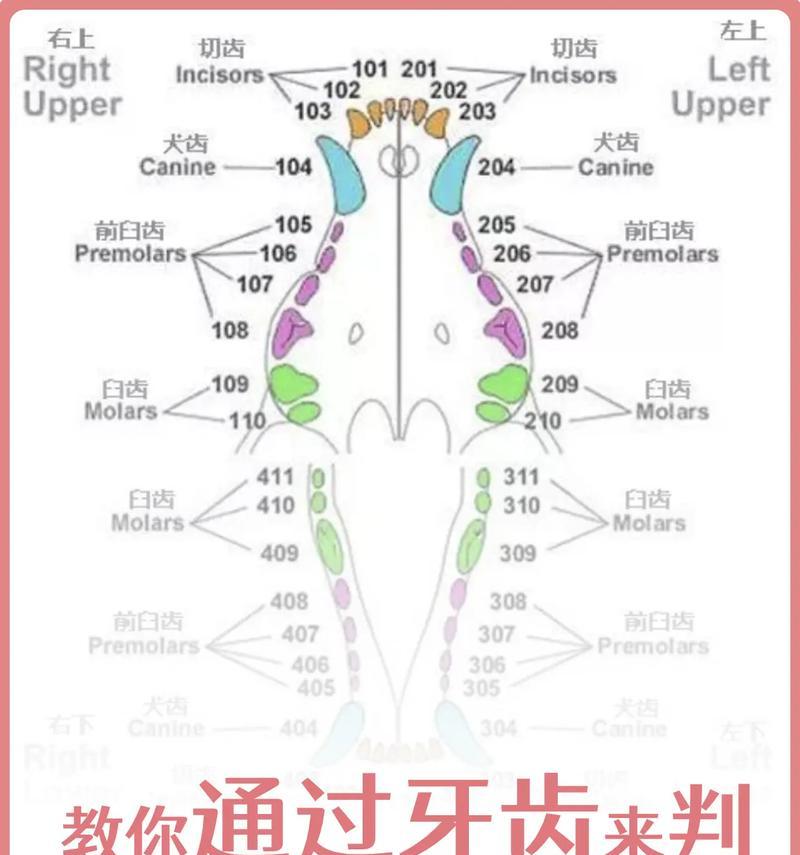 泰迪成犬多少牙齿一颗？牙齿健康对狗狗的重要性是什么？