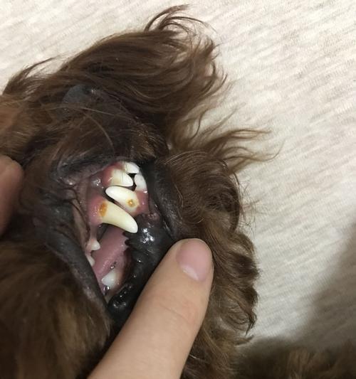 泰迪成犬多少牙齿一颗？牙齿健康对狗狗的重要性是什么？